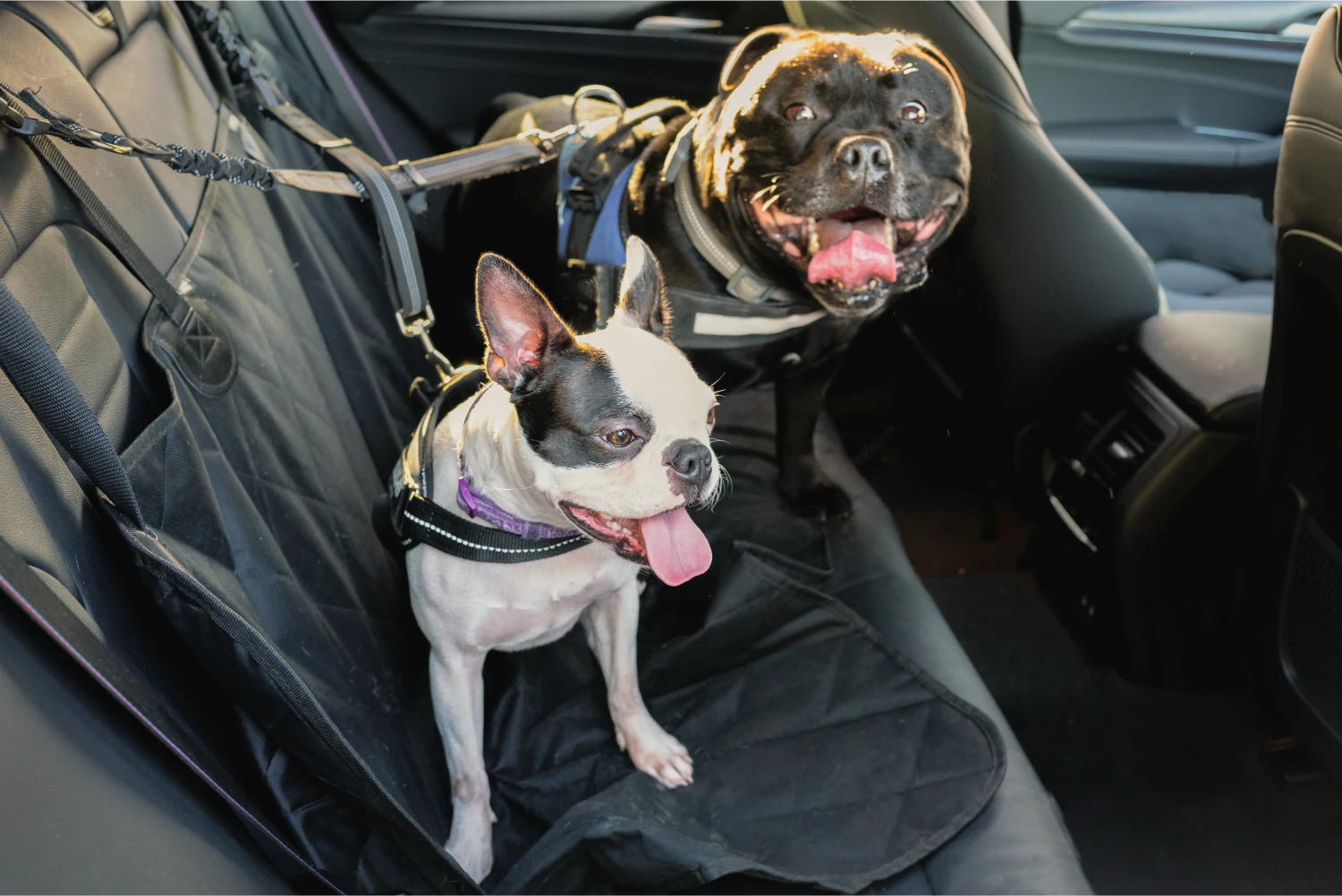 Hyundai Tucson Dog Car Seat Belt for Old English Sheepdogs