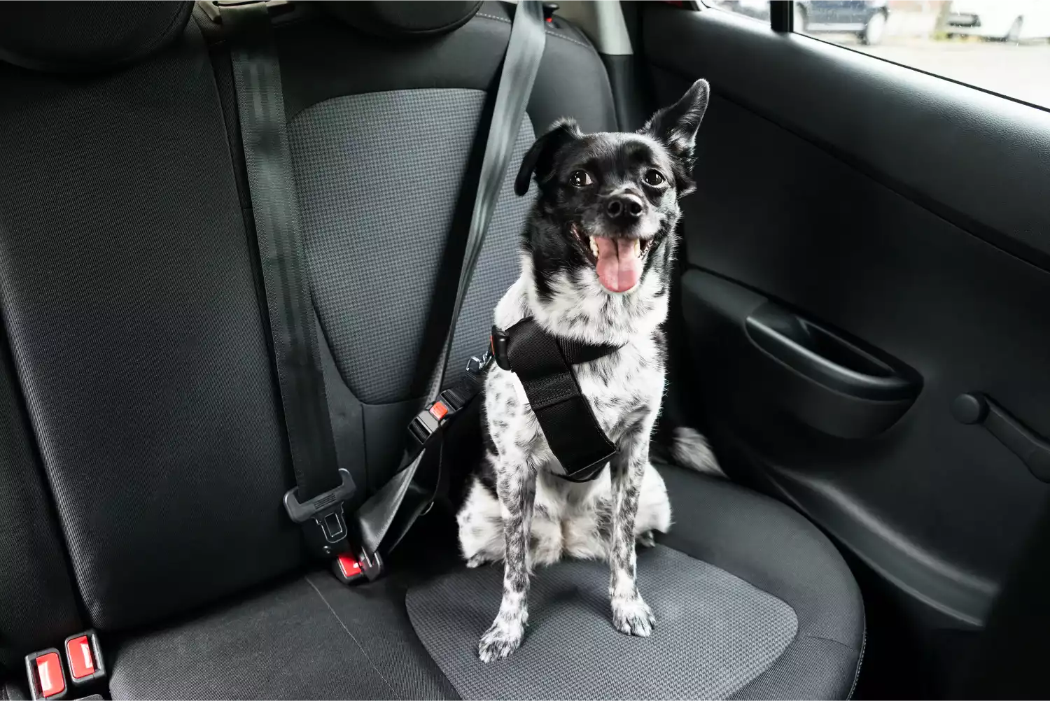 Nissan Pathfinder Dog Car Seat Belt for Miniature Schnauzers
