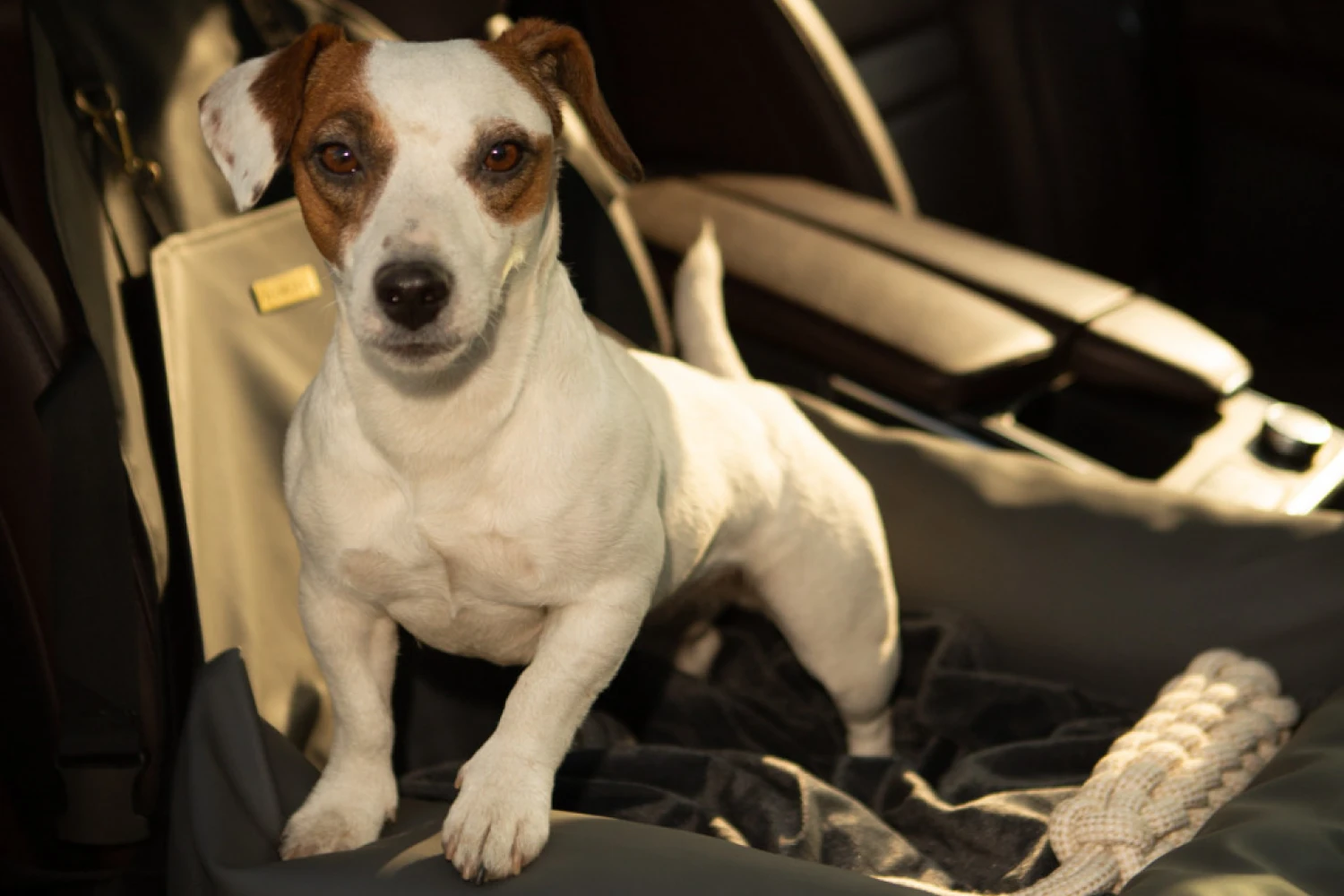 Honda Fit Dog Car Seat for Beagles