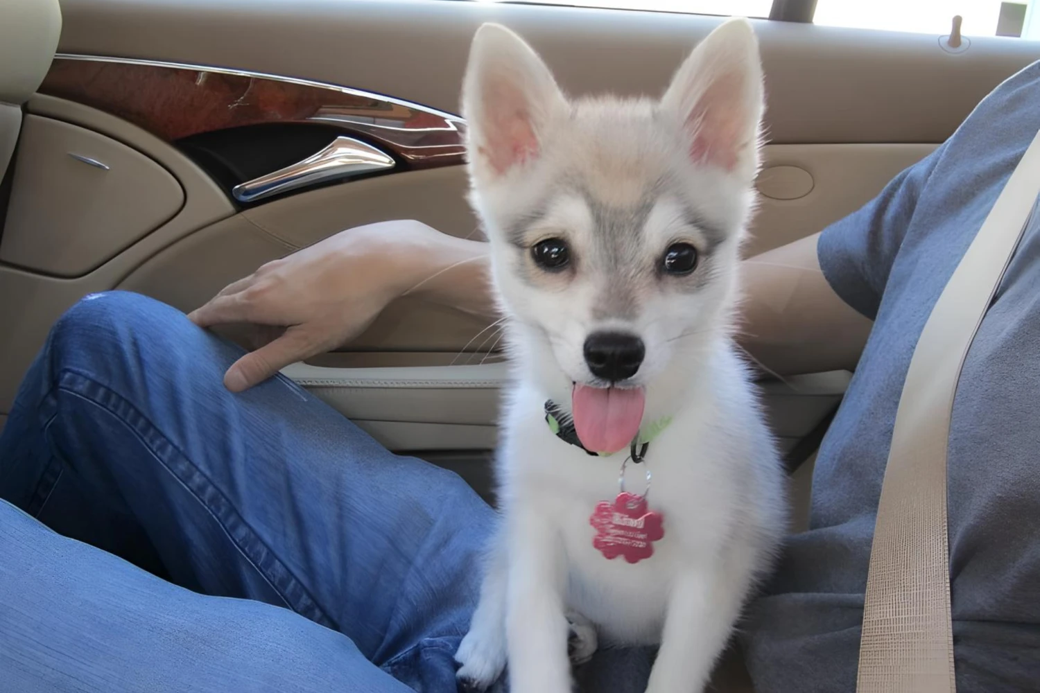Jeep Compass Dog Carrier Car Seat for Alaskan Klee Kai